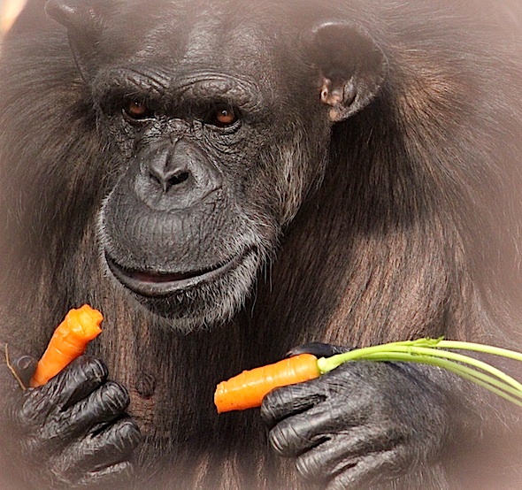 web_Annie_carrot_gh_aw_IMG_9667