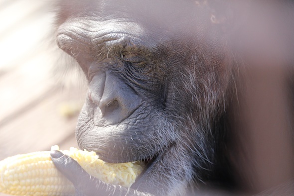 web_Annie_eat_corn_lunch_GH_ek_IMG_9077