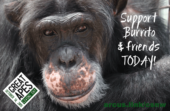 Burrito Great Apes Giving Day
