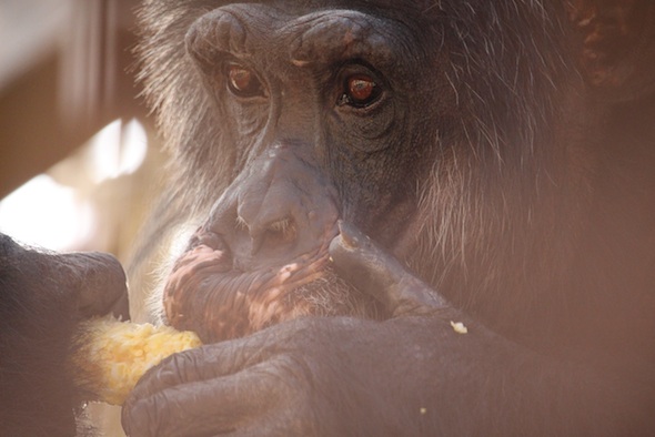 web_Burrito_eat_corn_lunch_GH_ek_IMG_9071