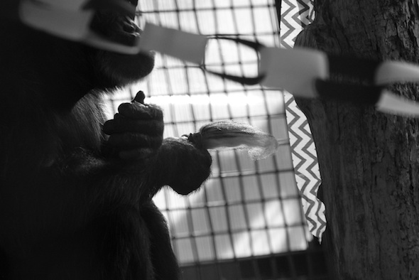 web_Foxie_black_white_troll_gh_aw_IMG_5271