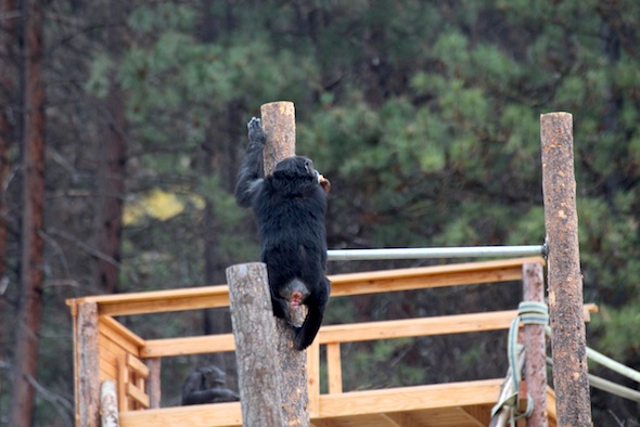 web_Foxie_climb_bar_troll_YH_jb_IMG_0066