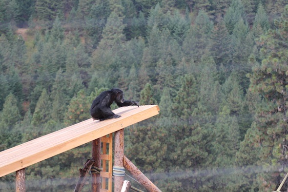 web_Foxie_dora_tower_roof_YH_jb_IMG_4576