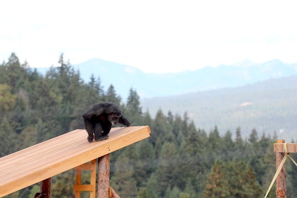 web_Foxie_dora_tower_roof_YH_jb_IMG_4579