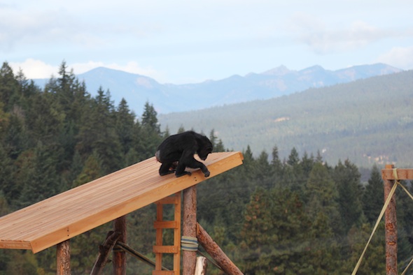 web_Foxie_dora_tower_roof_YH_jb_IMG_4584