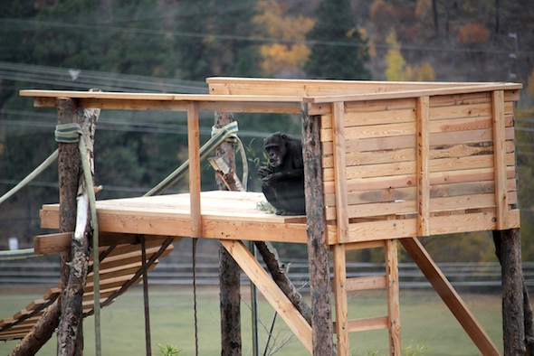 web_Missy_eat_bamboo_platform_yh_aw_IMG_5580