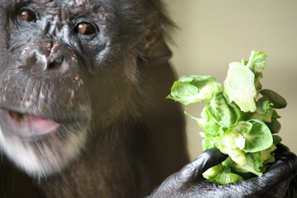 web_Negra_brussel_sprout_blur_fr4_aw_IMG_5651