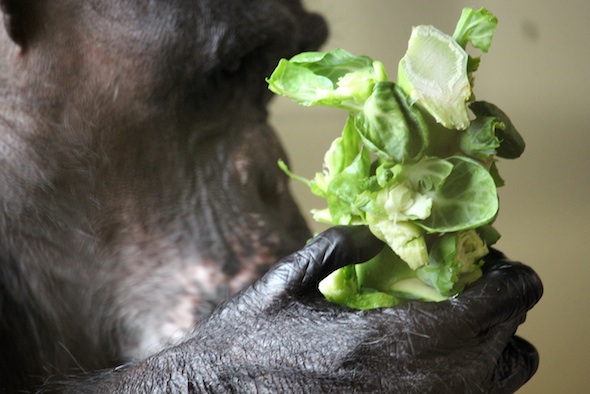 web_Negra_brussel_sprout_zoom_fr4_aw_IMG_5648
