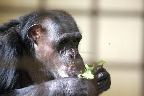 web_Negra_eat_brussel_sprout_fr4_aw_IMG_5696