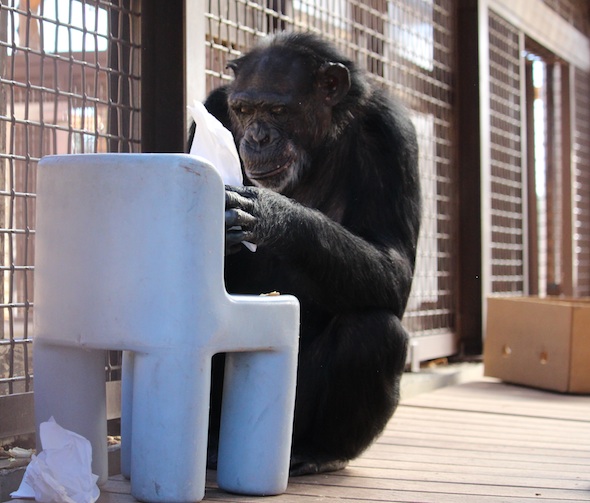 web_crop_jamie_eat_chow_chair_GH_WE_IMG_9391
