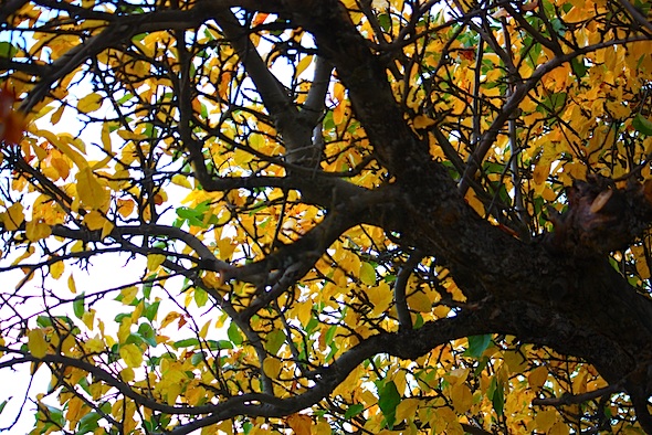 web_dark_branches_autumn_gold_