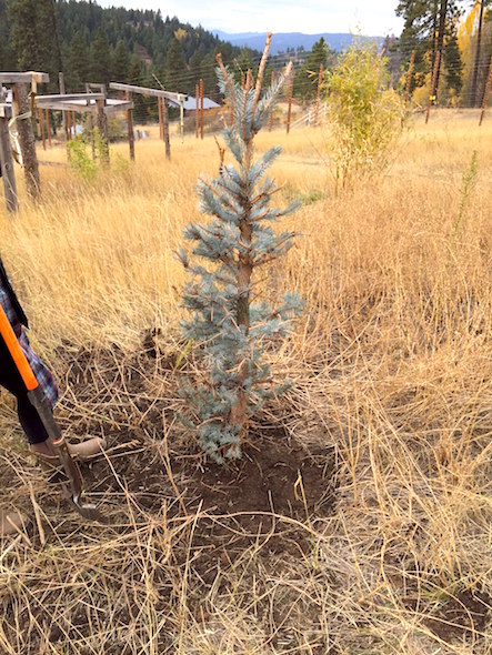 holiday tree on Young's Hill