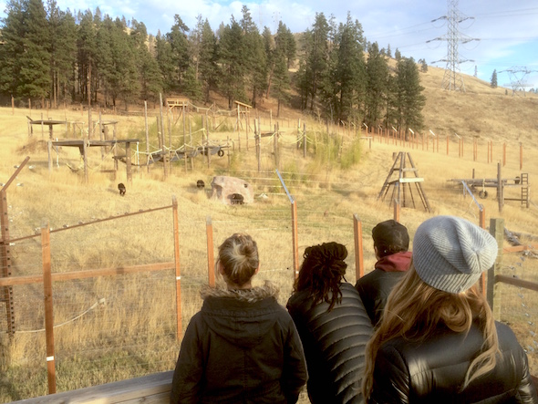 watching the chimps