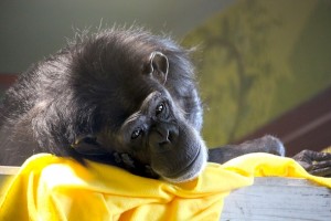 Annie on yellow blanket