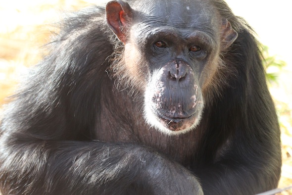 Negra side glance