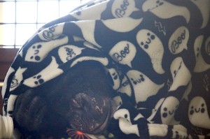 Negra under boo blanket