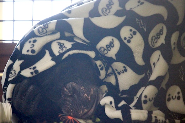 Negra under boo blanket