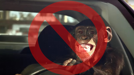 web_chimp-driving-car-trunk-monkey-no-sign copy