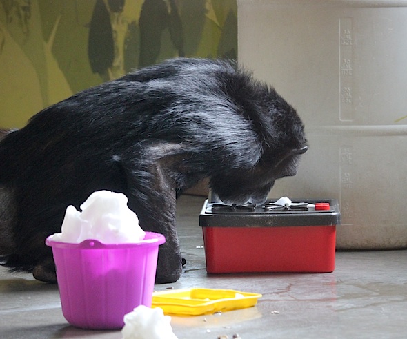 web_jody_eat_snow_in_sink_kdIMG_6759