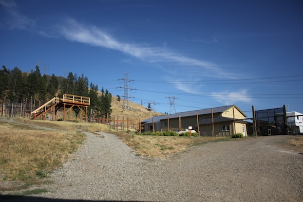 chimp house