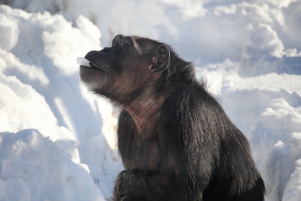 web_Annie_eat_deep_snow_yh_aw_IMG_7348