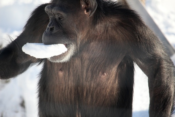 web_Annie_eat_snow_chunk_yh_aw_IMG_7357