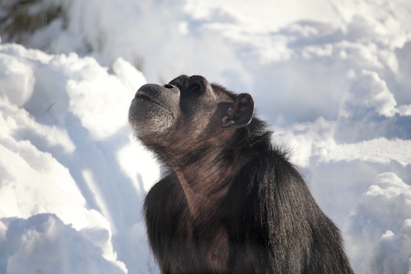 web_Annie_look_up_snow_yh_aw_IMG_7346