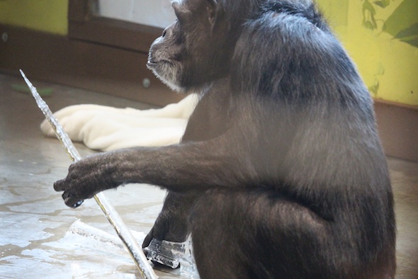 web_Annie_sit_eat_hold_icicles_enrichment_PR_DM_IMG_7469