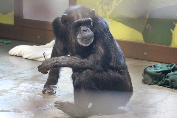 web_Annie_sit_eat_hold_icicles_enrichment_PR_DM_IMG_7476
