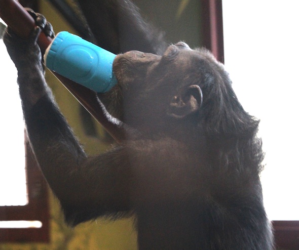 web_Foxie_snow_cup_carry_in_mouth_enrichment_PR_DM_IMG_7479