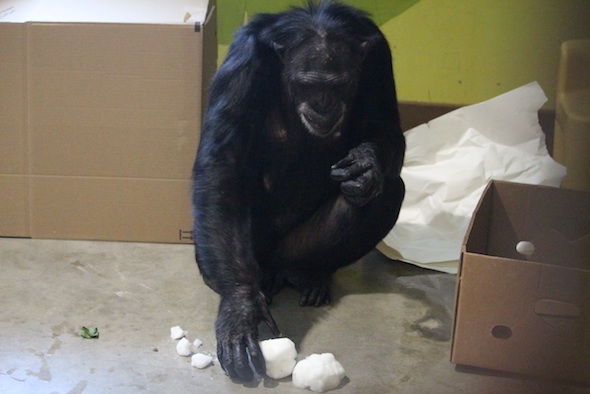 web_Jamie_sit_inspect_snowballs_with_raisins_enrichment_PR_kh_IMG_7290