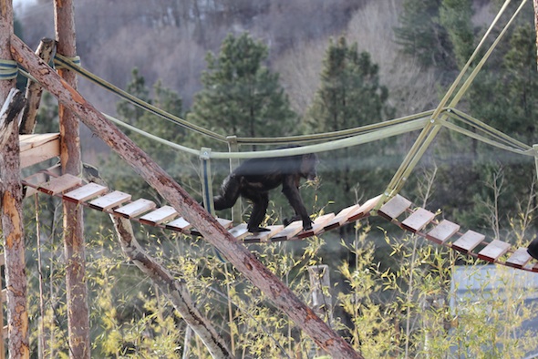 web_Jody_walk_bridge_structure_YH_kh_IMG_6950