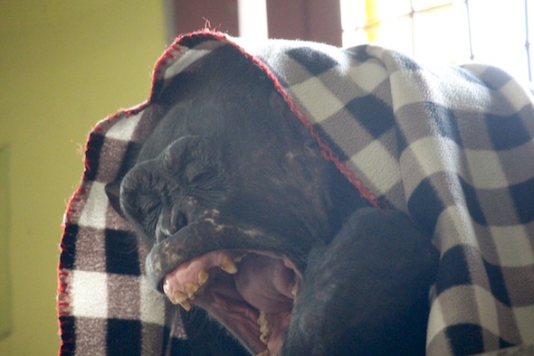 web_Negra_ferocious_yawn_eyes_closed_IMG_7153