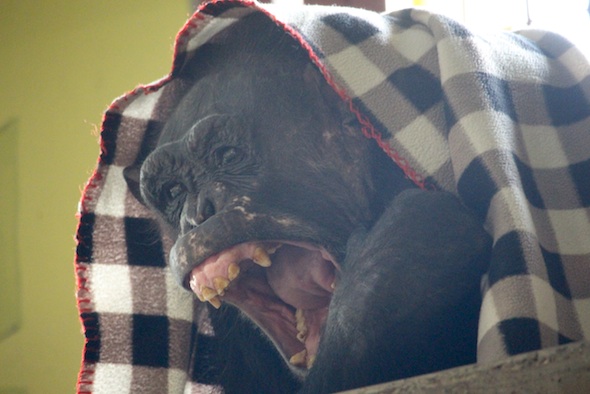 web_Negra_ferocious_yawn_pr_aw_IMG_7152