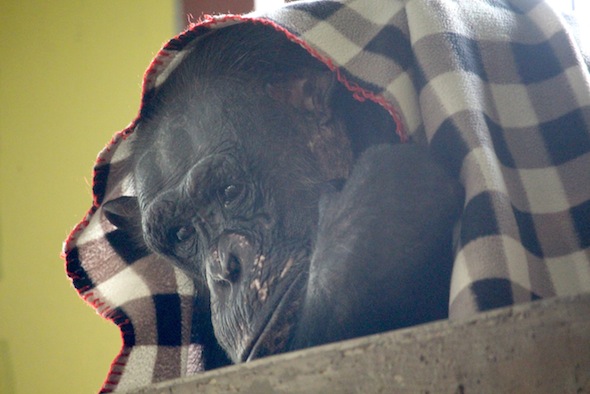 web_Negra_head_down_checkered_blanket_pr_aw_IMG_7154