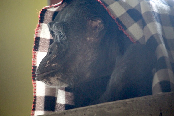 web_Negra_under_checkered_blanket_IMG_7150