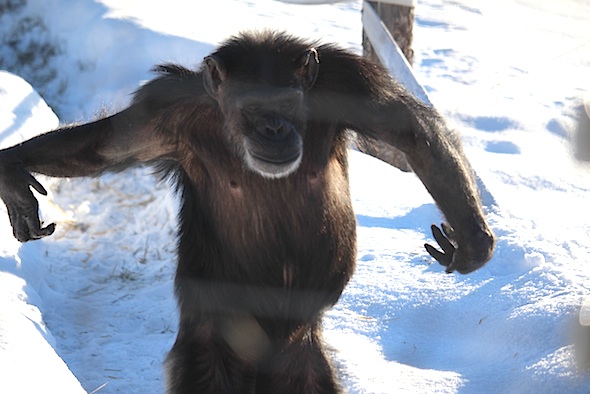 web_annie_bipedal_snow_to_raceway_kd_IMG_7617