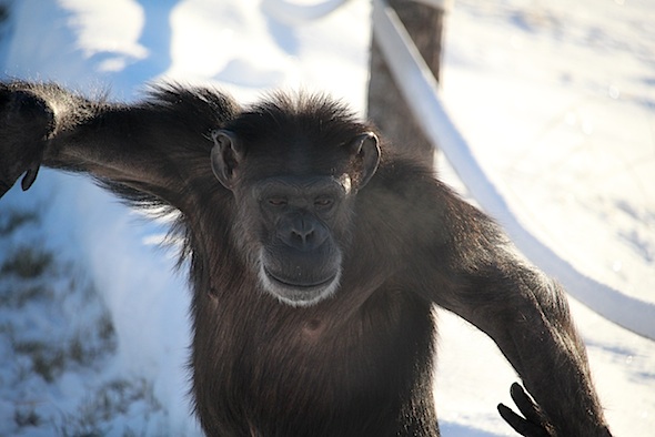 web_annie_walk_bipedal_in_snow_yh_kd_IMG_7614