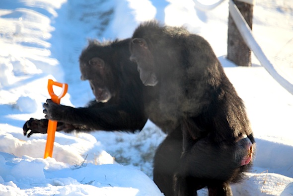 web_annie_watch_jamie_shovel_snow_kd_IMG_7611