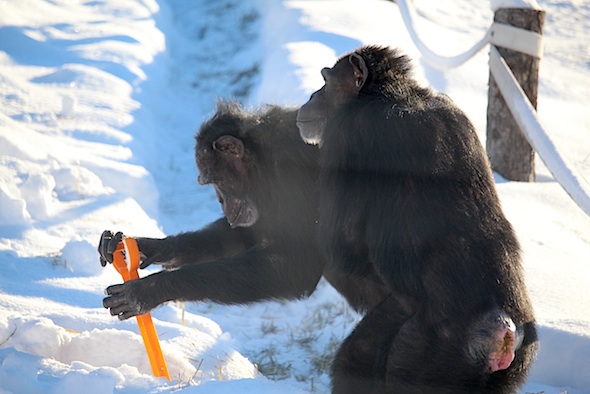 web_jamie_annie_shovel_snow_yh_kd_IMG_7610