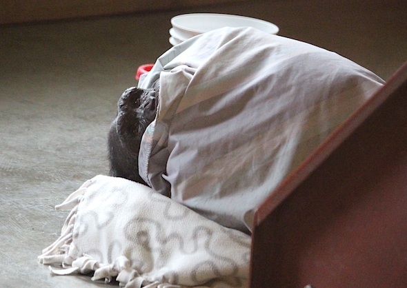 web_jamie_cold_peak_from_under_sheet_kd_IMG_0875