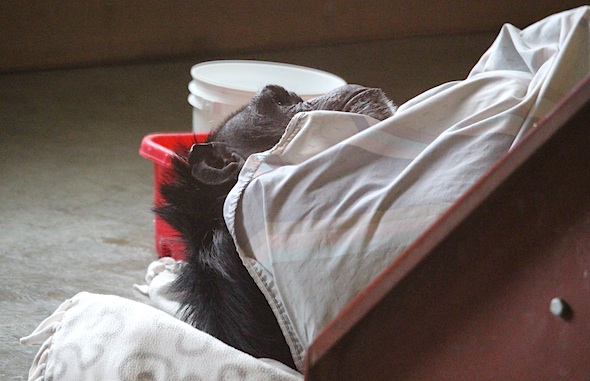 web_jamie_cold_under_sheet_look_out_kd_IMG_0881