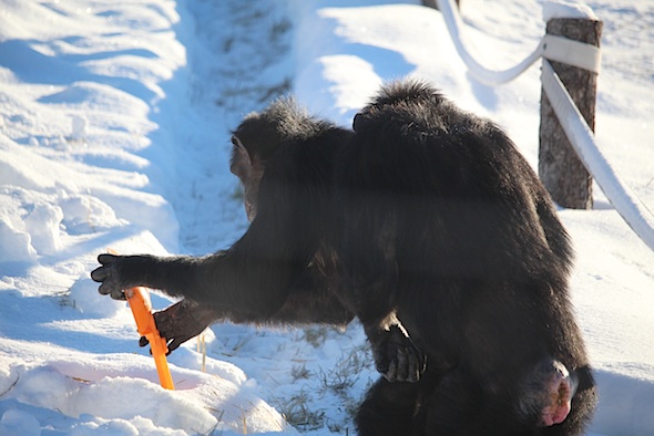 web_jamie_shovel_snow_annie_help_kd_IMG_7602