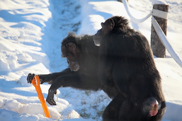 web_jamie_shovel_snow_annie_look_yh_kd_IMG_7609