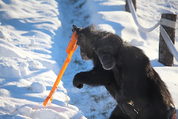 web_jamie_shovel_snow_annie_watch_kd_IMG_7605