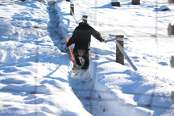 web_jamie_walk_yh_shovel_snow_III_kd_IMG_7593