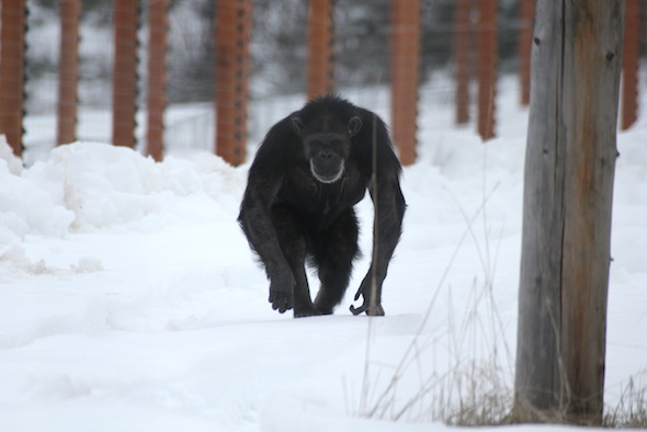 web_Annie_walk_on_icecrust_yh_aw_IMG_7523