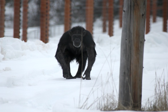 web_Annie_walk_snow_yh_aw_IMG_7518