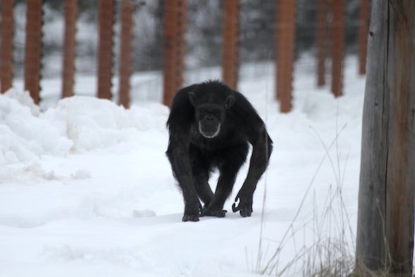 web_Annie_walk_top_snow_yh_aw_IMG_7525