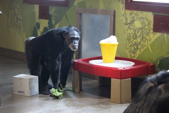 web_Jamie_forage_lettuce_snow_bucket_enrichment_PR_kd_IMG_7867